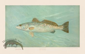 Spotted Sea Trout